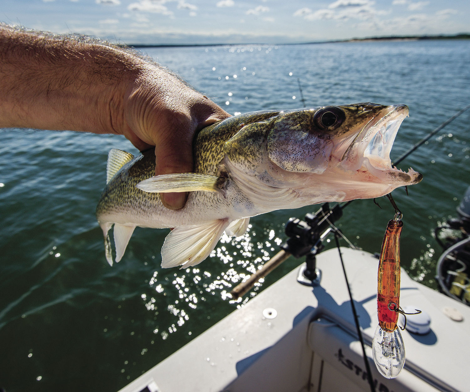 Walleye